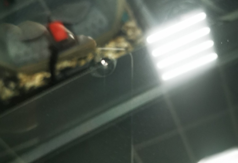 Фото скола на лобовом стекле на Renge Rover